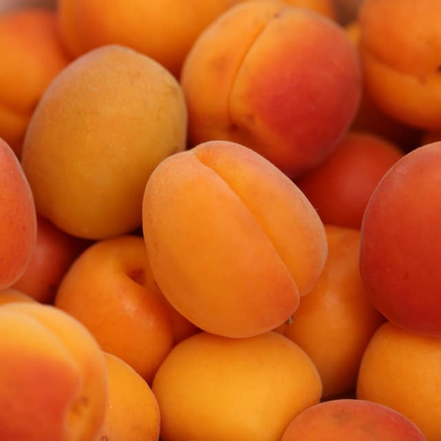 Apricot Kernel Oil
