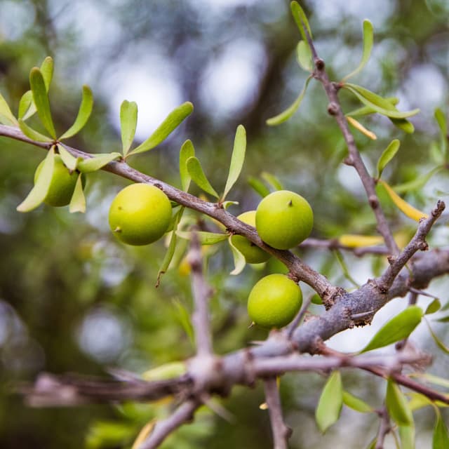Argan Oil