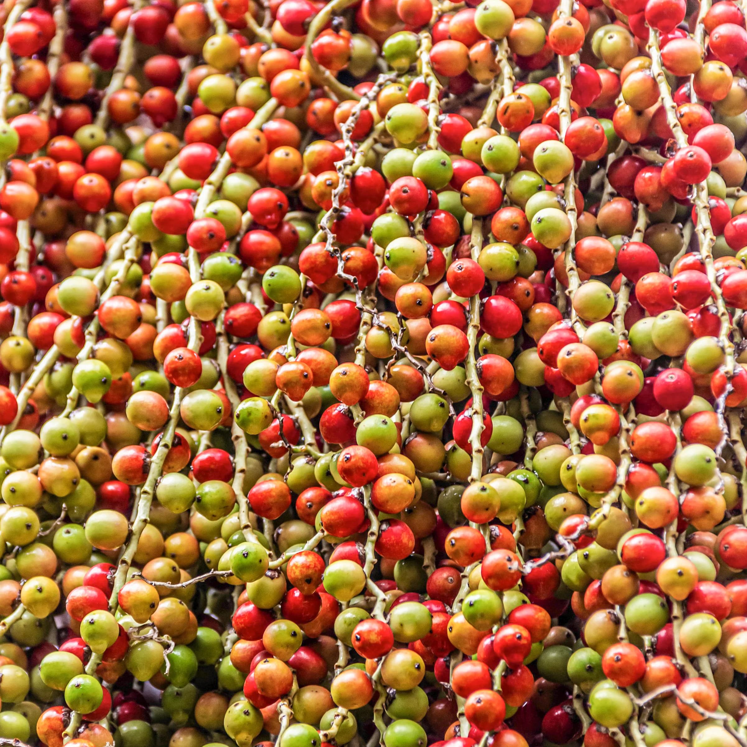 Batana Oil