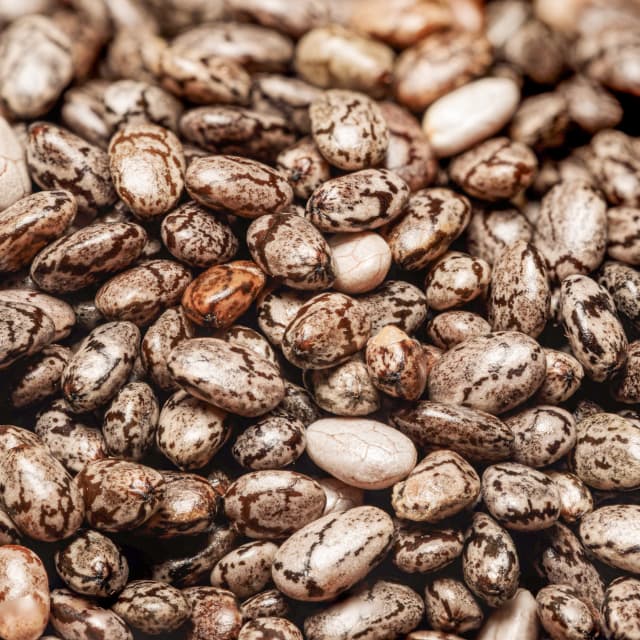 Castor Seed Oil