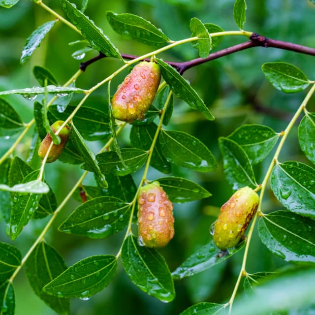 Jojoba Oil
