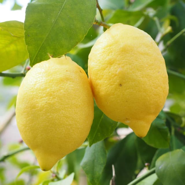 Lemon Essential Oil