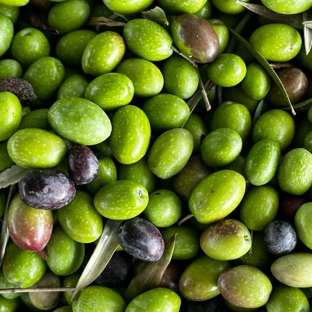 Squalene