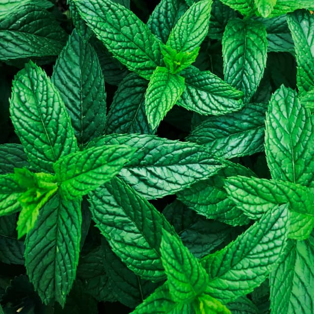 Peppermint Essential Oil