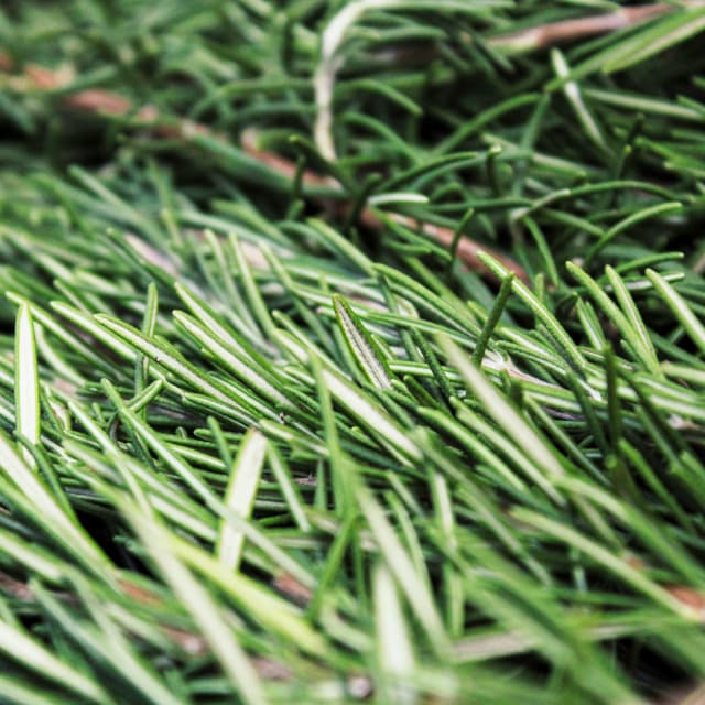 Rosemary Essential Oil