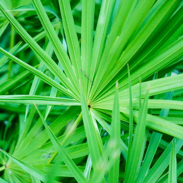 Saw Palmetto Extract