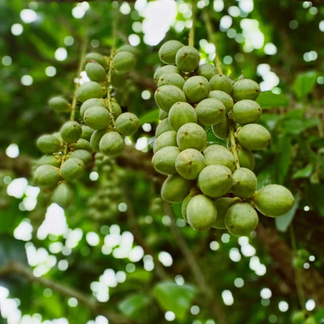 Shea Butter