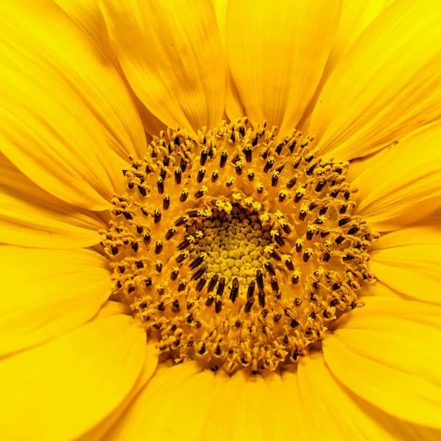 Sunflower Seed Oil