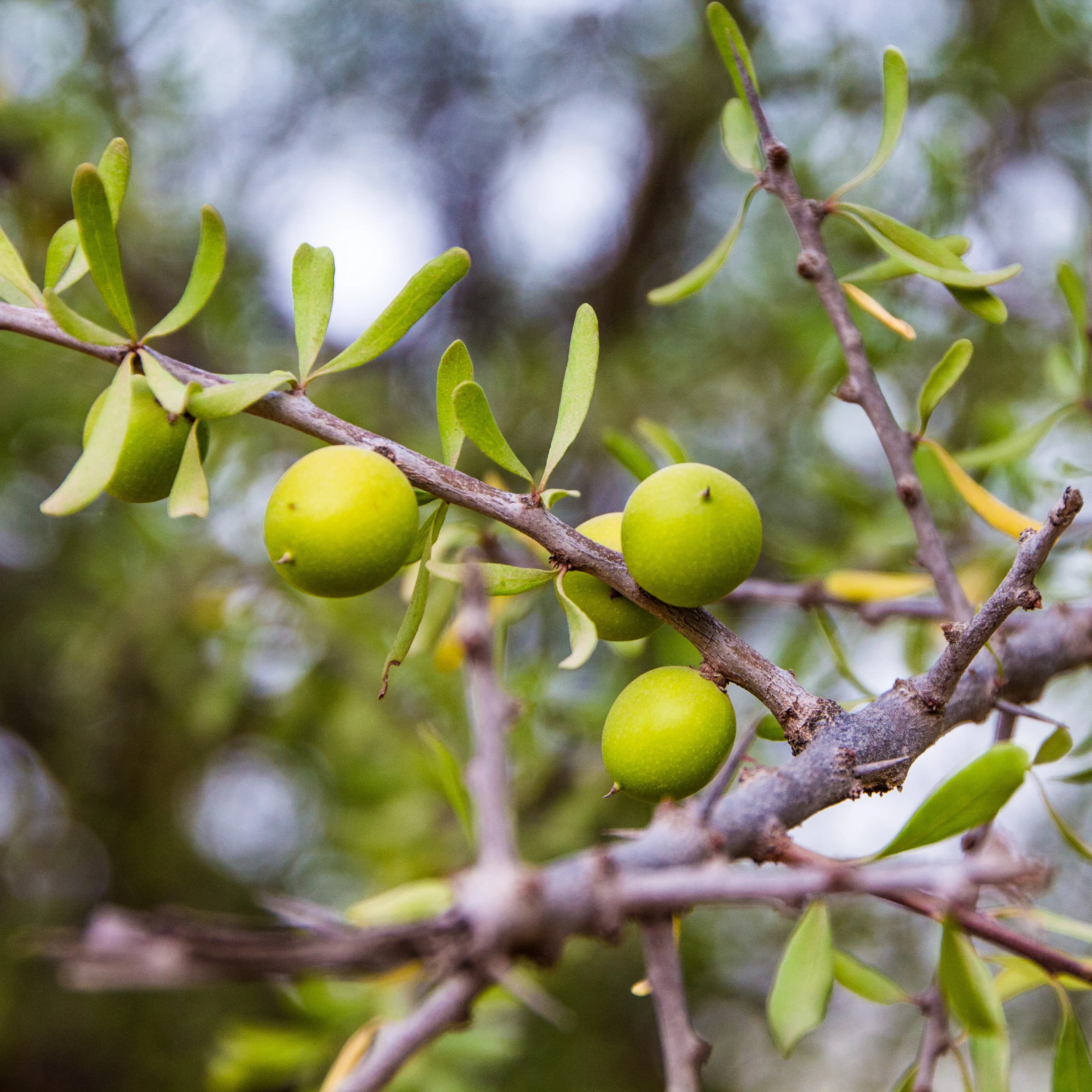 Argan Oil
