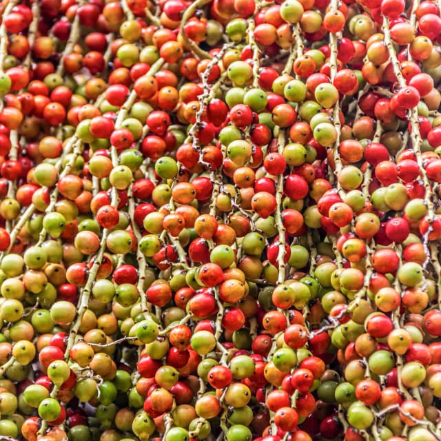 Batana Oil