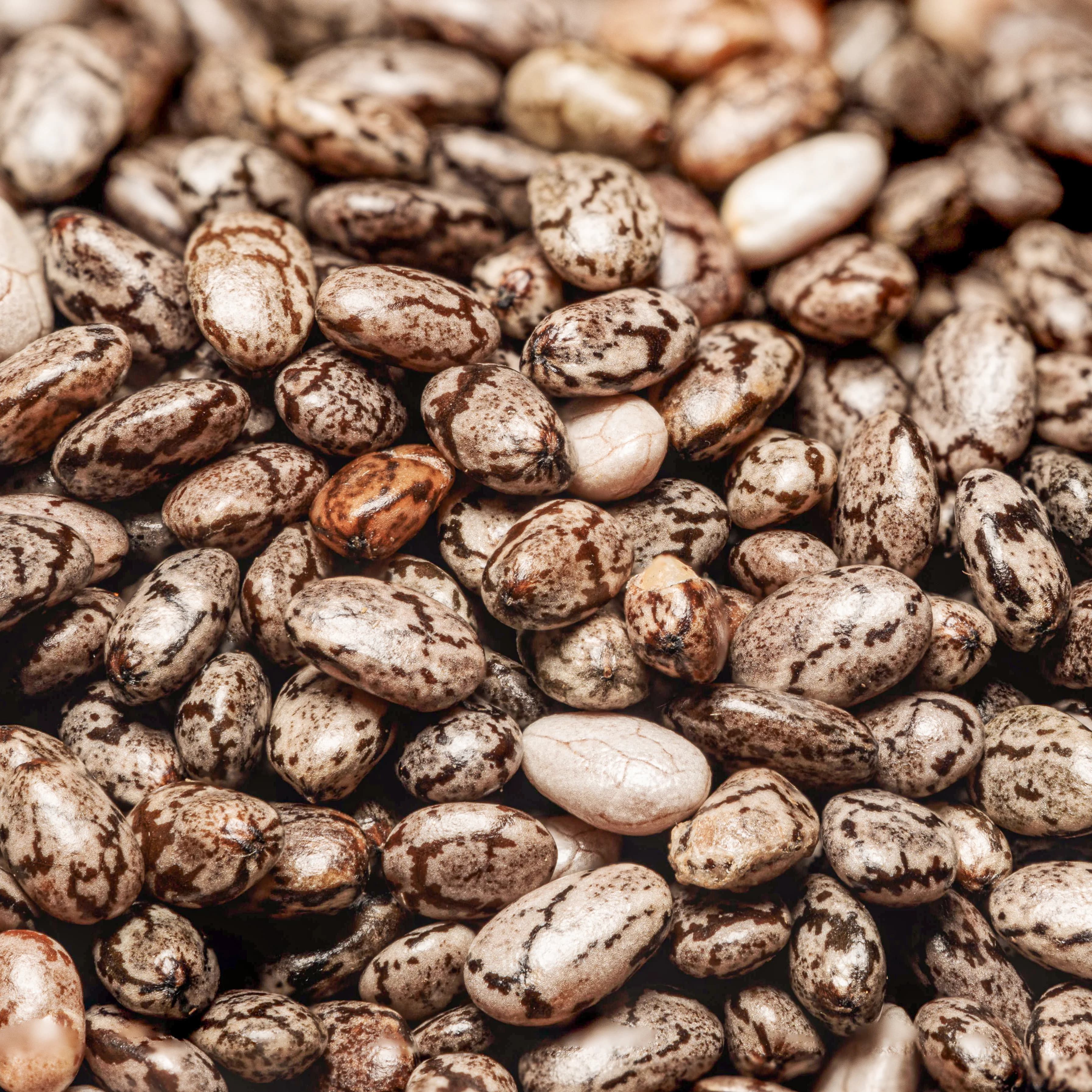 Castor Seed Oil