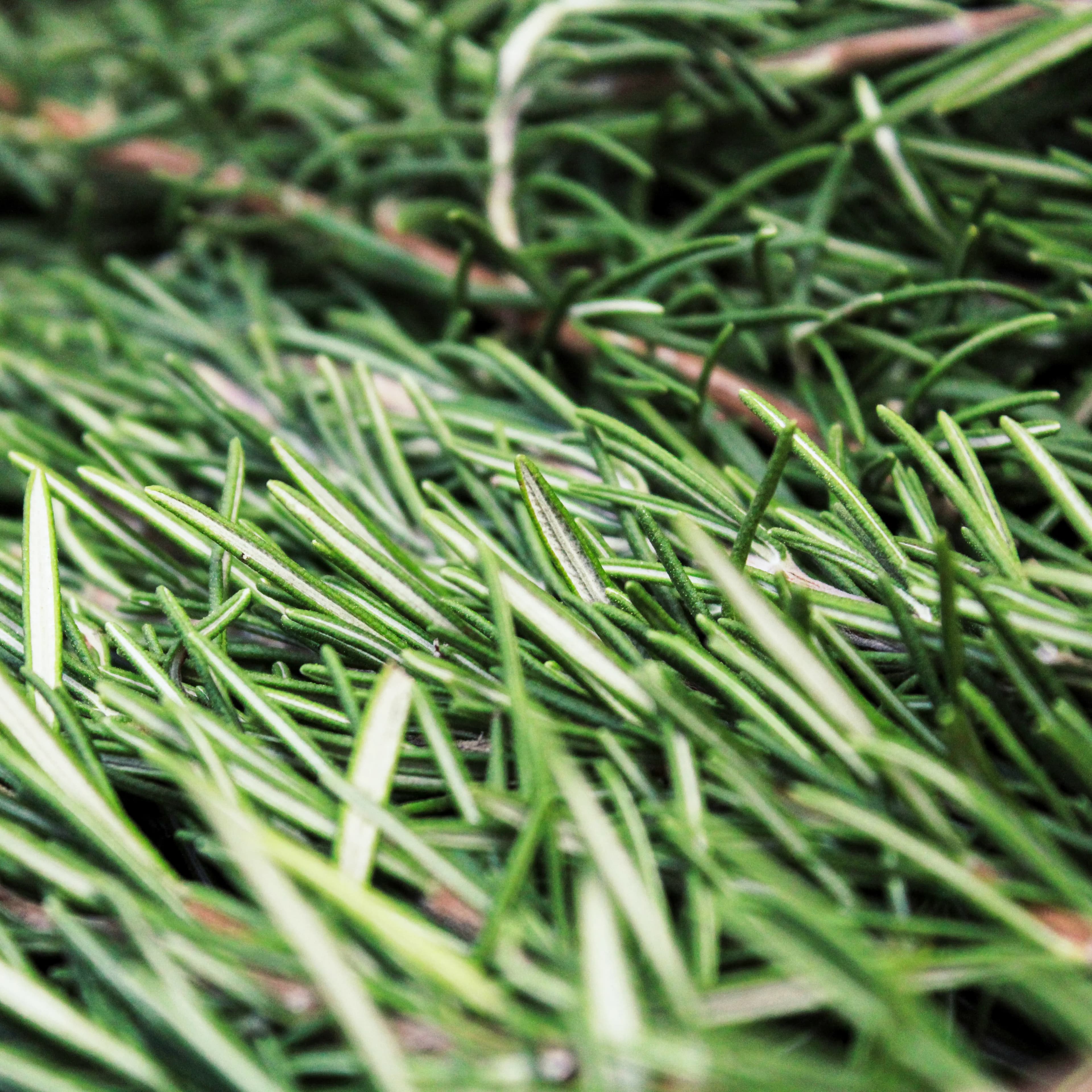 Rosemary Essential Oil