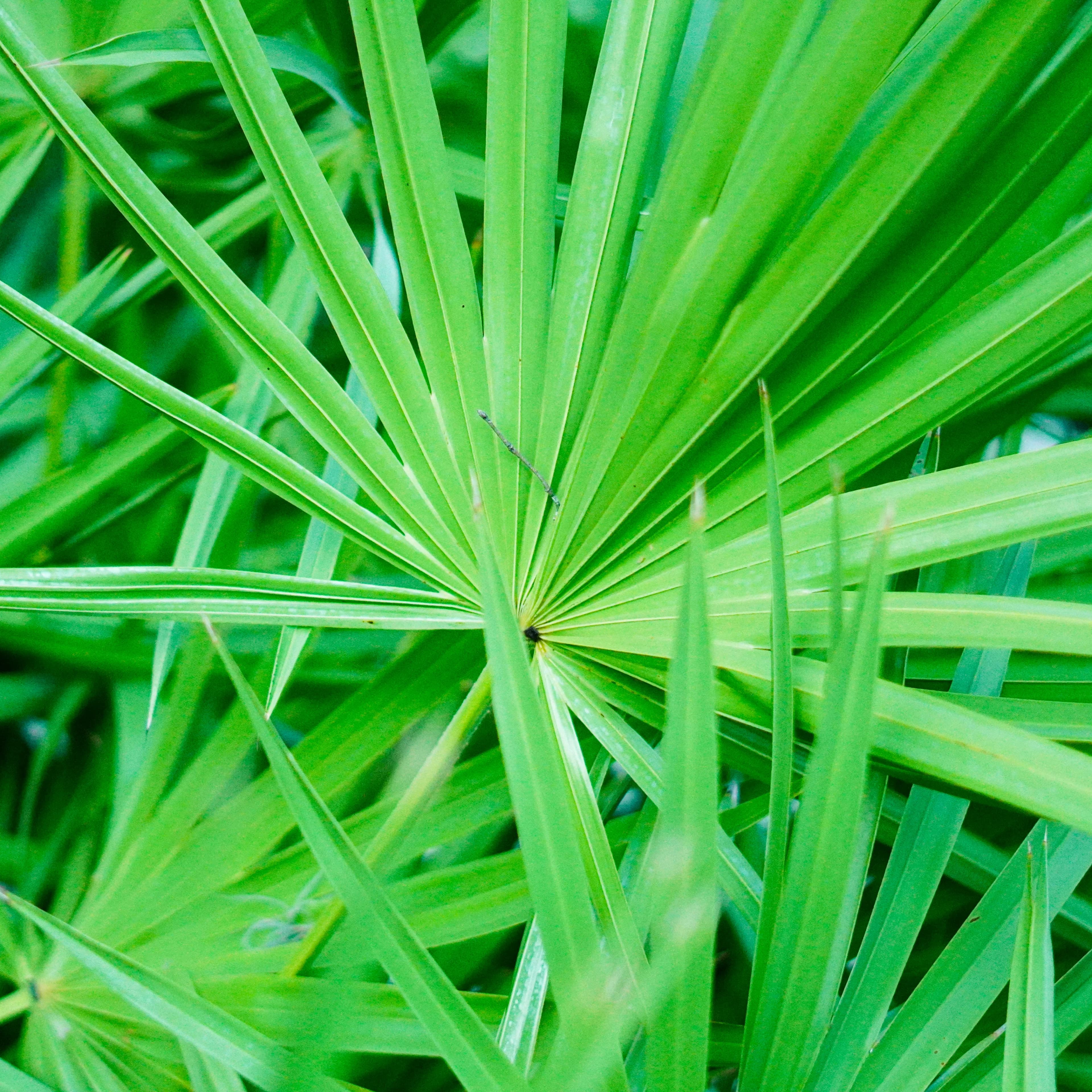 Saw Palmetto Extract