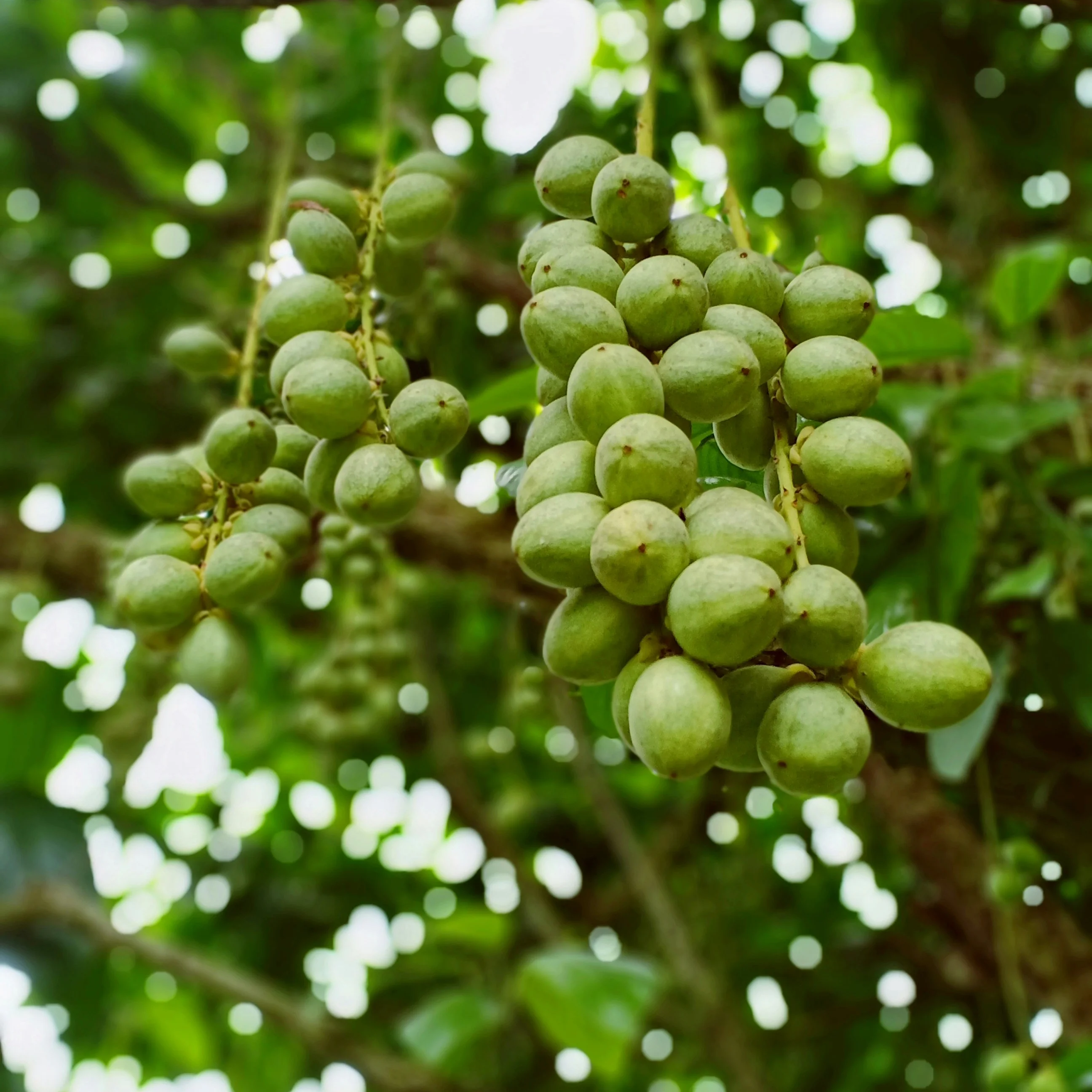 Shea Butter